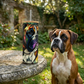 25 oz Stained Glass Image Boxer Dog Glass Sublimation Tumbler